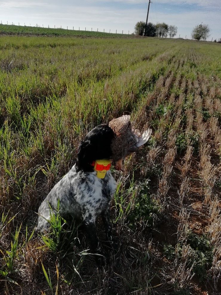 Mado Des Cobs Beauceron