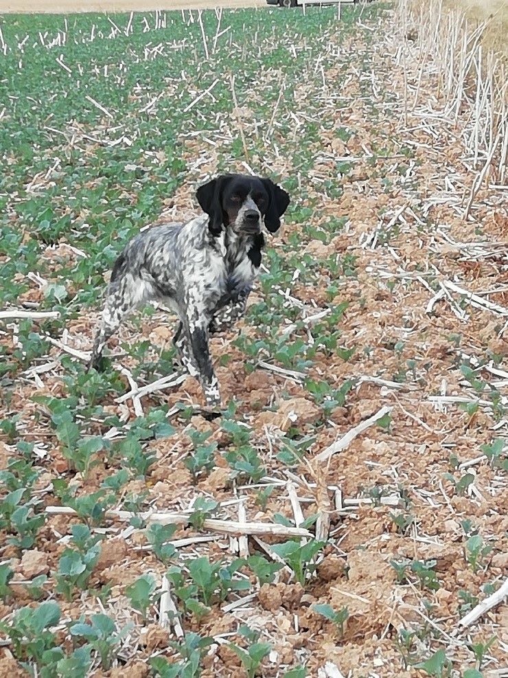 Mado Des Cobs Beauceron