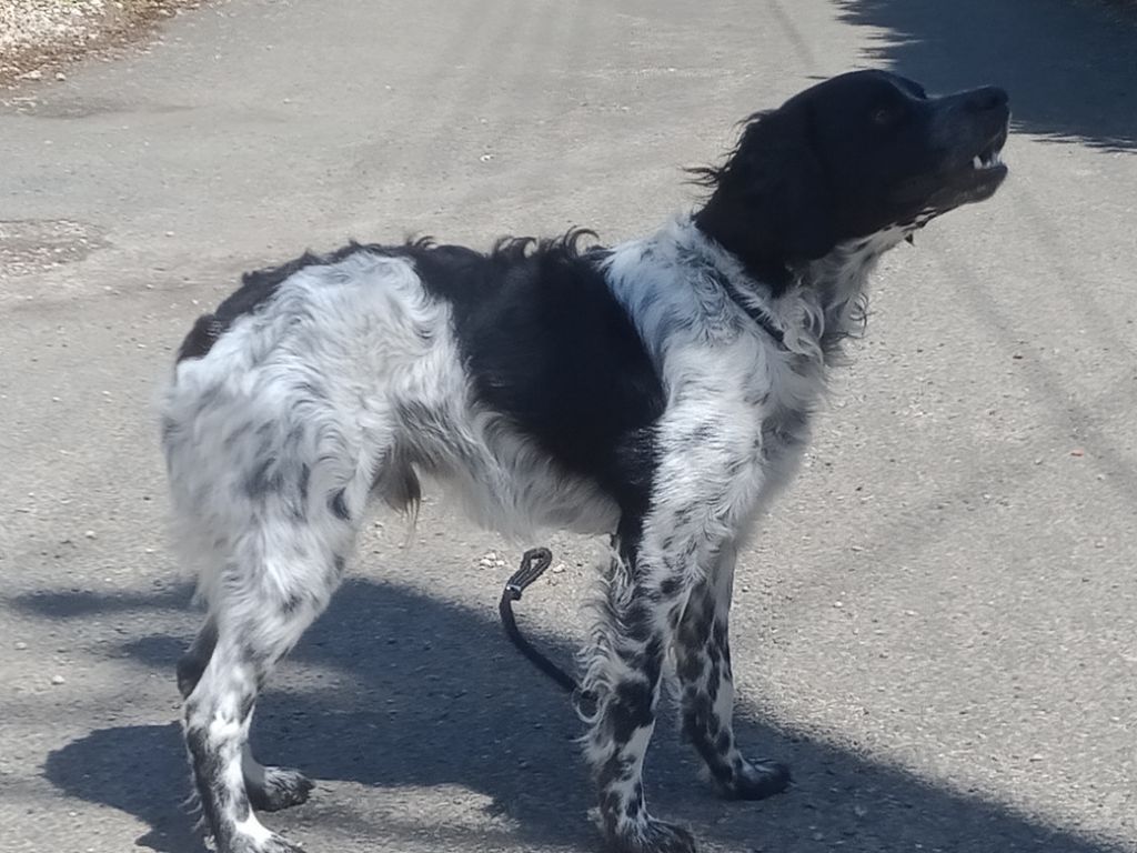 Rocky Des Cobs Beauceron