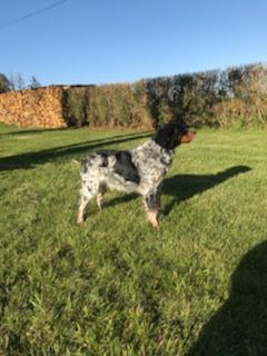 Malys Des Cobs Beauceron