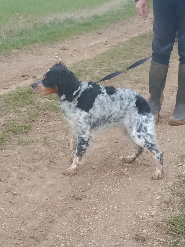 Ruben dit diego Des Cobs Beauceron