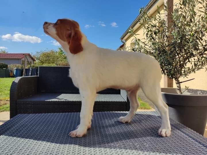 Chiot mâle a vendre 